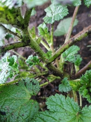 Fuertesimalva limensis