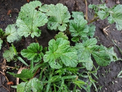 Fuertesimalva limensis