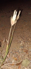 Chloris virgata