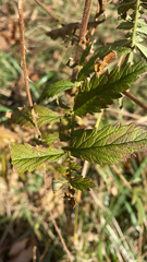 Agrimonia parviflora