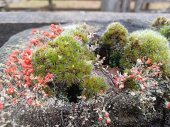 Cladonia floerkeana
