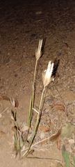 Chloris virgata