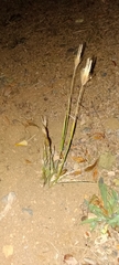 Chloris virgata