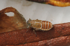 Nothodelphax distincta