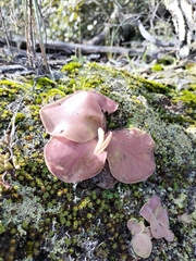 Pinguicula