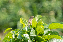 Emberiza aureola