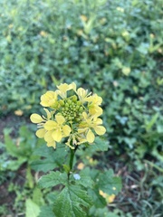 Rhamphospermum arvense