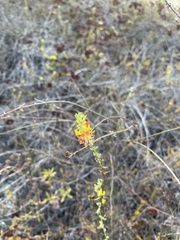 Acmispon glaber glaber