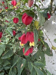 Callianthe megapotamica