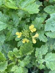 Rhamphospermum arvense