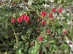 Callianthe megapotamica