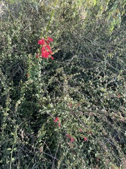 Russelia equisetiformis