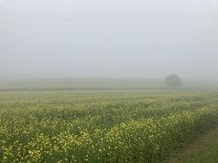 Rhamphospermum arvense