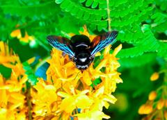 Xylocopa frontalis