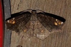 Anisoperas tessellata