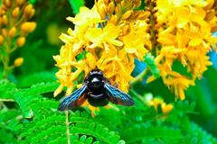 Xylocopa frontalis