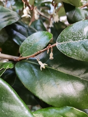 Elaeagnus reflexa
