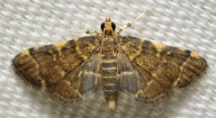 Anageshna primordialis