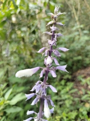 Salvia divinorum