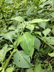 Salvia divinorum