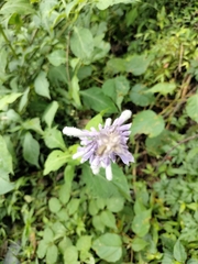 Salvia divinorum