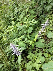 Salvia divinorum