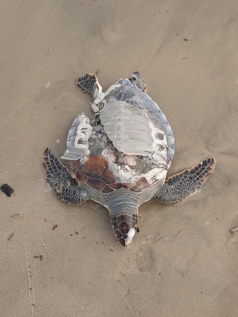 Green Sea Turtle from Lewes, DE 19958, USA on October 26, 2022 at 09:22 ...