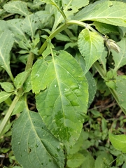 Salvia divinorum