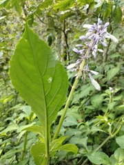 Salvia divinorum
