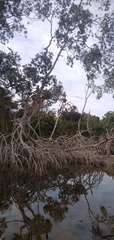 Rhizophora mangle