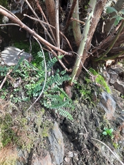 Asplenium trichomanes