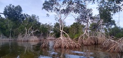 Rhizophora mangle
