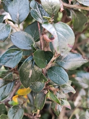 Cotoneaster