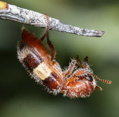 Enoclerus quadrisignatus