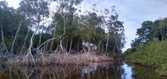 Rhizophora mangle