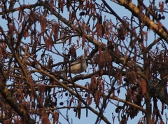 Motacilla alba alba