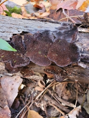 Nigroporus vinosus