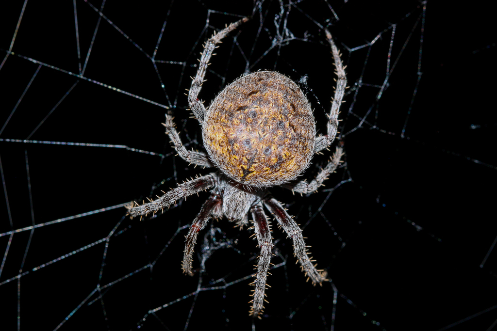 Angulate and Roundshouldered Orbweavers from Twin Peaks Campground ...