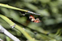 Enoclerus quadrisignatus