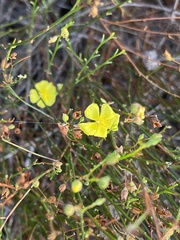 Crocanthemum aldersonii