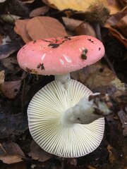Russula