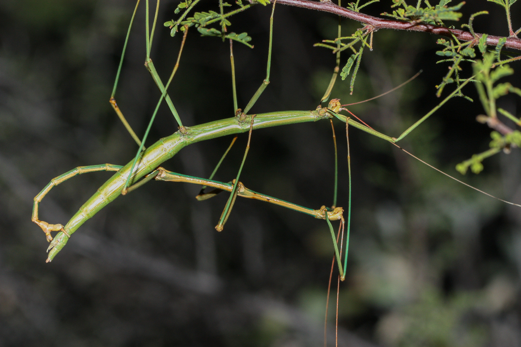 Arizona Walkingstick
