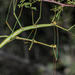 Diapheromera arizonensis - Photo 由 Andrew Meeds 所上傳的 (c) Andrew Meeds，保留部份權利CC BY