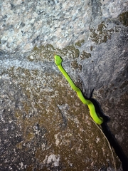 Trimeresurus albolabris
