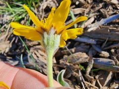 Arnica mollis