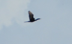 Nannopterum brasilianum