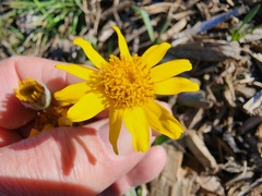 Arnica mollis