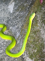 Trimeresurus albolabris