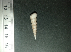 Turritella