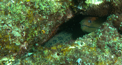 Gymnothorax buroensis